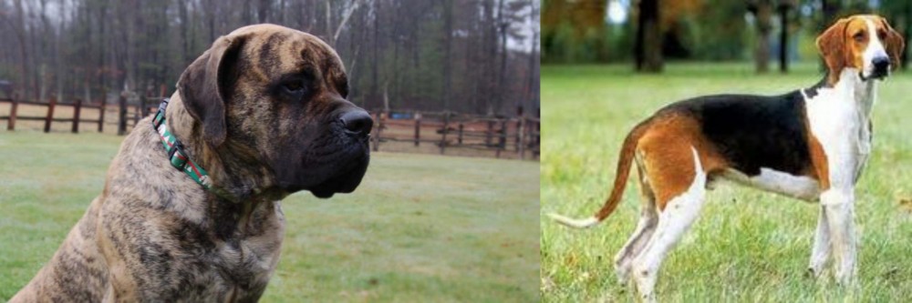 Grand Anglo-Francais Tricolore vs American Mastiff - Breed Comparison