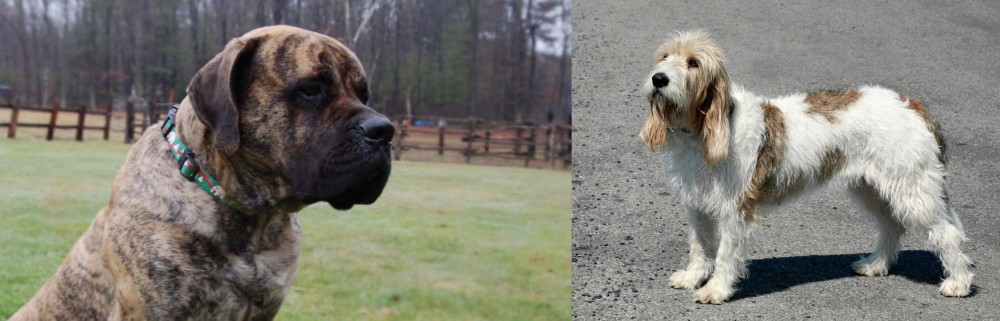 Grand Basset Griffon Vendeen vs American Mastiff - Breed Comparison