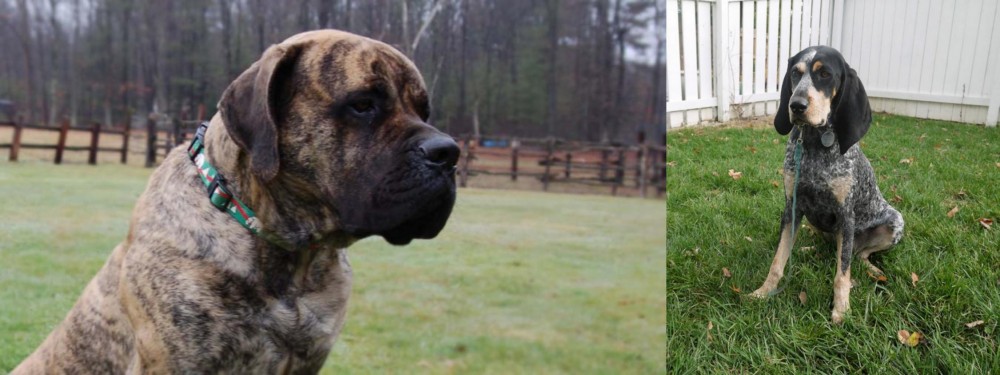 Grand Bleu de Gascogne vs American Mastiff - Breed Comparison
