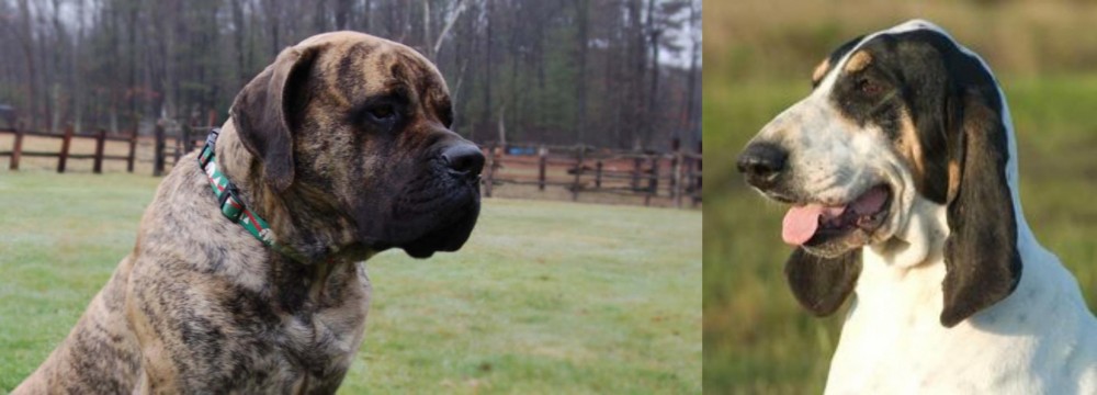 Grand Gascon Saintongeois vs American Mastiff - Breed Comparison