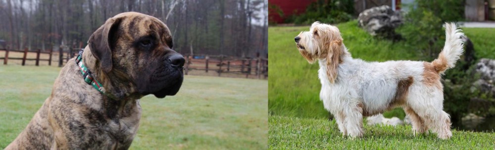 Grand Griffon Vendeen vs American Mastiff - Breed Comparison