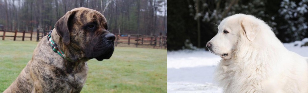 Great Pyrenees vs American Mastiff - Breed Comparison