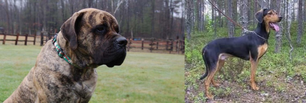 Greek Harehound vs American Mastiff - Breed Comparison