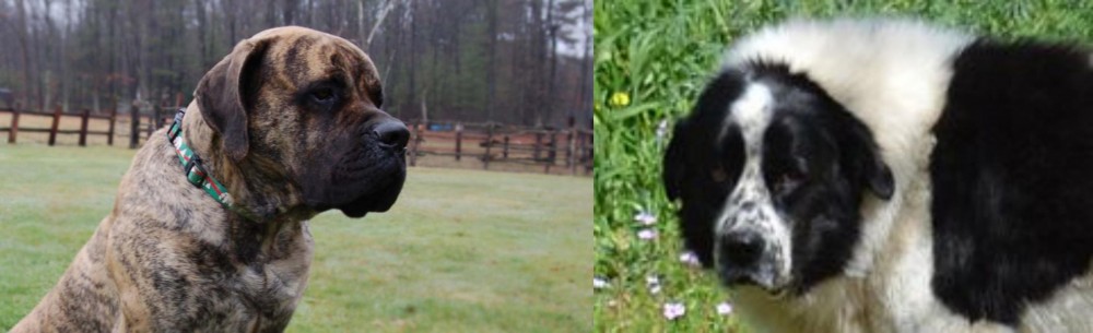 Greek Sheepdog vs American Mastiff - Breed Comparison