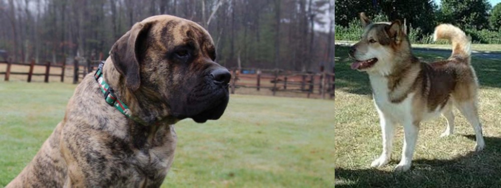 Greenland Dog vs American Mastiff - Breed Comparison
