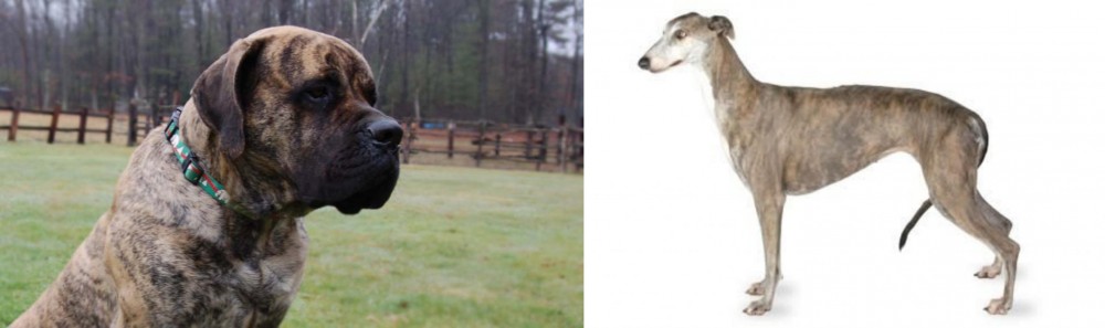 Greyhound vs American Mastiff - Breed Comparison