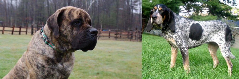 Griffon Bleu de Gascogne vs American Mastiff - Breed Comparison
