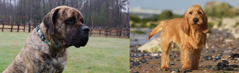 Griffon Fauve de Bretagne vs American Mastiff - Breed Comparison