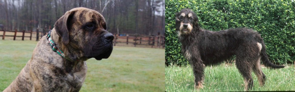 Griffon Nivernais vs American Mastiff - Breed Comparison