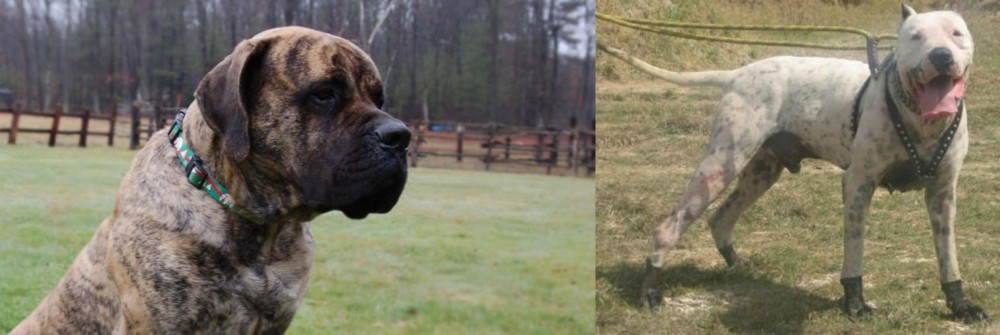 Gull Dong vs American Mastiff - Breed Comparison