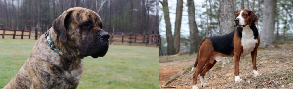 Hamiltonstovare vs American Mastiff - Breed Comparison