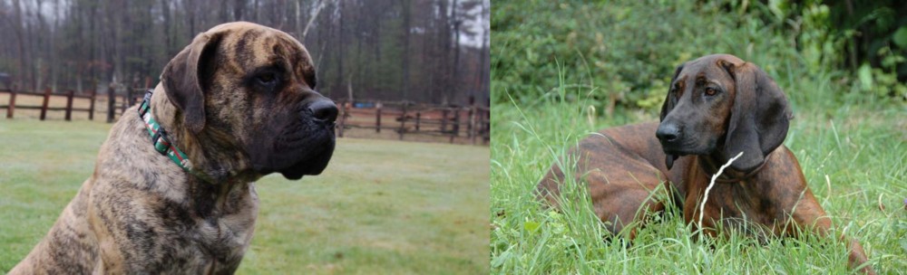 Hanover Hound vs American Mastiff - Breed Comparison