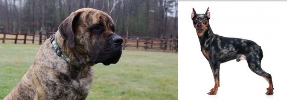 Harlequin Pinscher vs American Mastiff - Breed Comparison