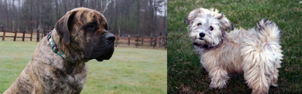 Havapoo vs American Mastiff - Breed Comparison
