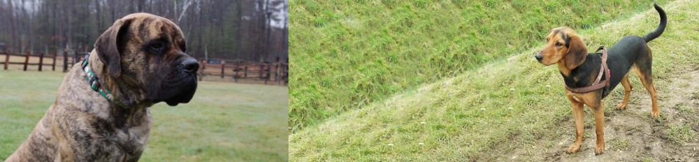 Hellenic Hound vs American Mastiff - Breed Comparison