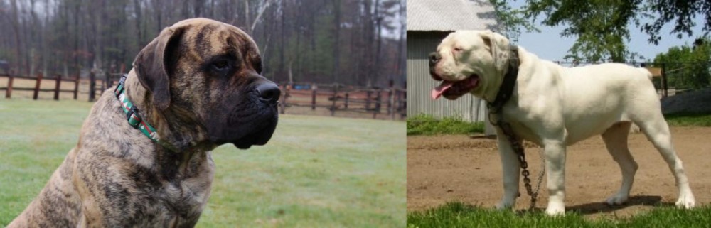 Hermes Bulldogge vs American Mastiff - Breed Comparison