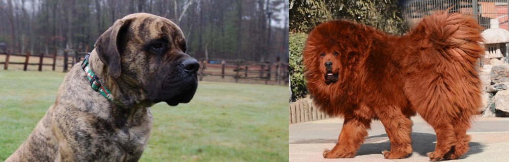 Himalayan Mastiff vs American Mastiff - Breed Comparison
