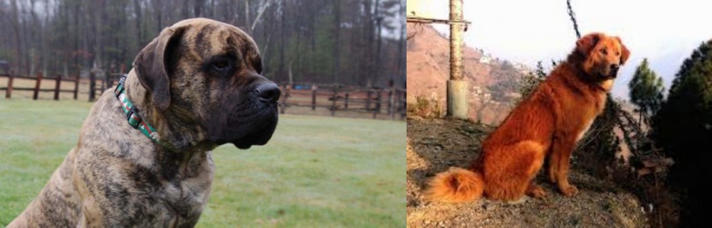 Himalayan Sheepdog vs American Mastiff - Breed Comparison
