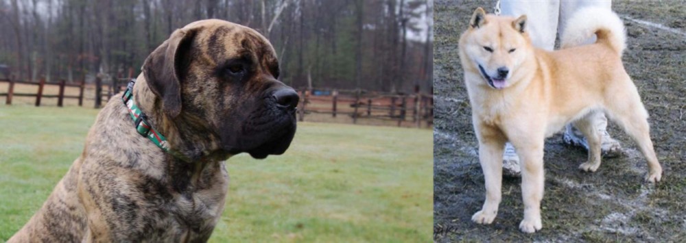 Hokkaido vs American Mastiff - Breed Comparison
