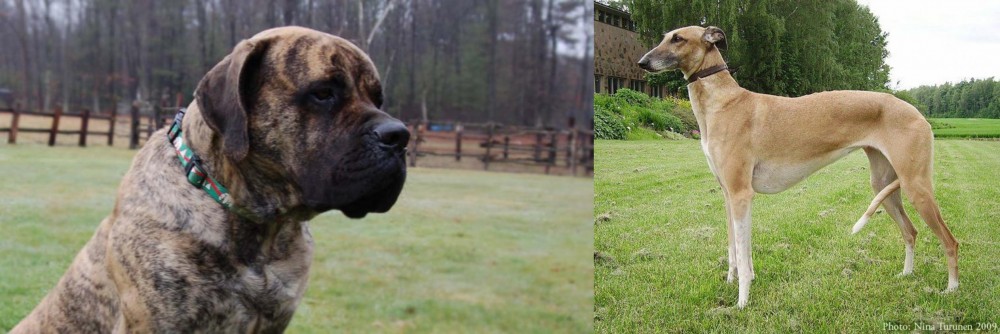 Hortaya Borzaya vs American Mastiff - Breed Comparison