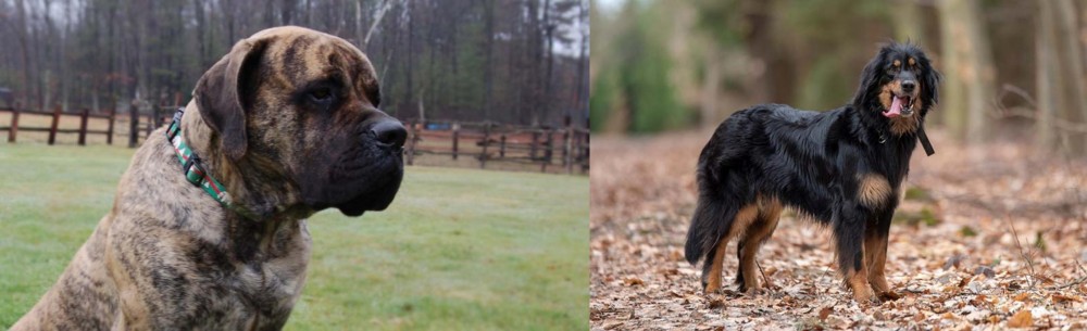 Hovawart vs American Mastiff - Breed Comparison
