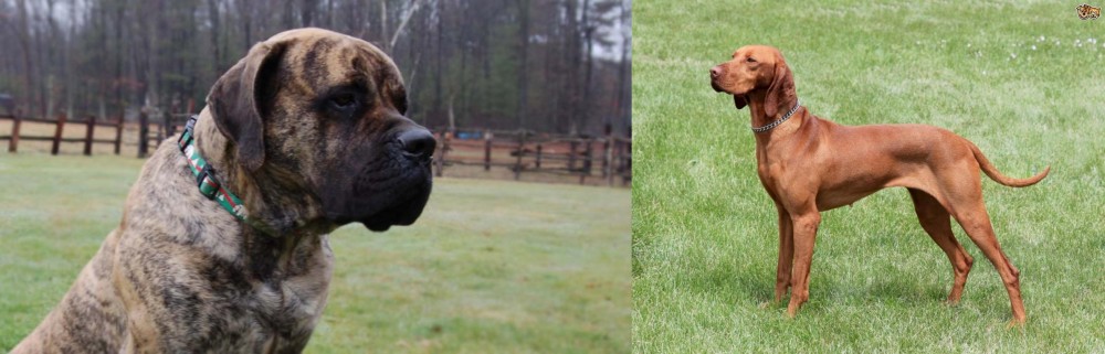Hungarian Vizsla vs American Mastiff - Breed Comparison
