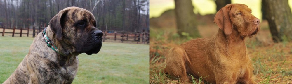 Hungarian Wirehaired Vizsla vs American Mastiff - Breed Comparison