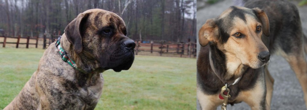 Huntaway vs American Mastiff - Breed Comparison