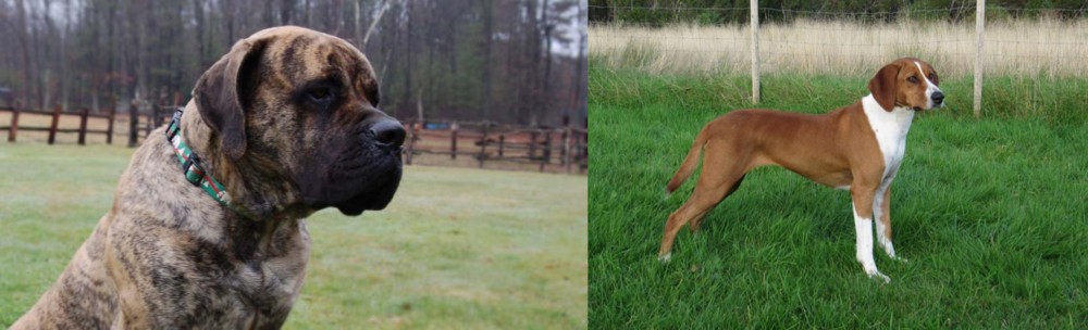 Hygenhund vs American Mastiff - Breed Comparison
