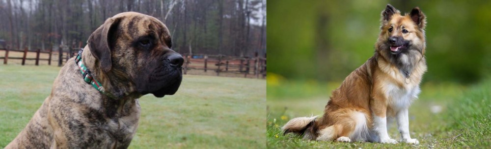 Icelandic Sheepdog vs American Mastiff - Breed Comparison