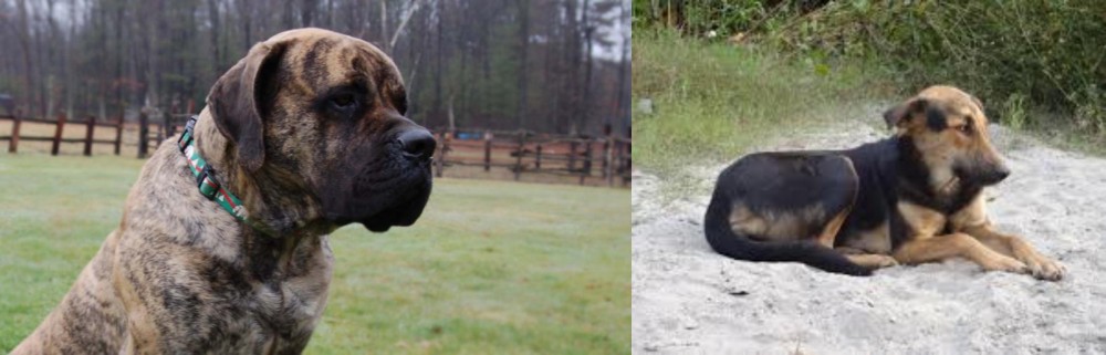 Indian Pariah Dog vs American Mastiff - Breed Comparison