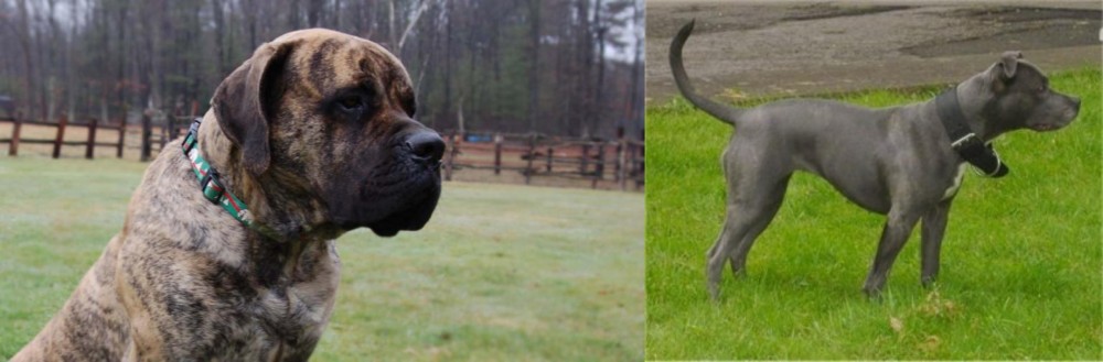 Irish Bull Terrier vs American Mastiff - Breed Comparison