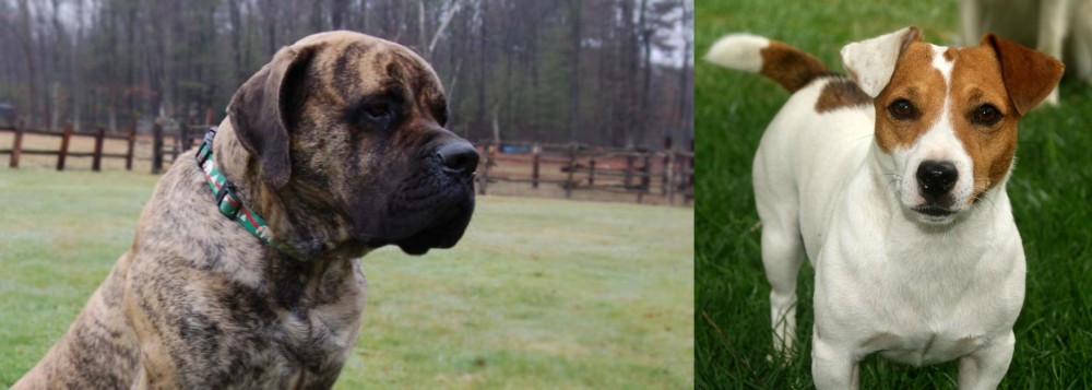 Irish Jack Russell vs American Mastiff - Breed Comparison