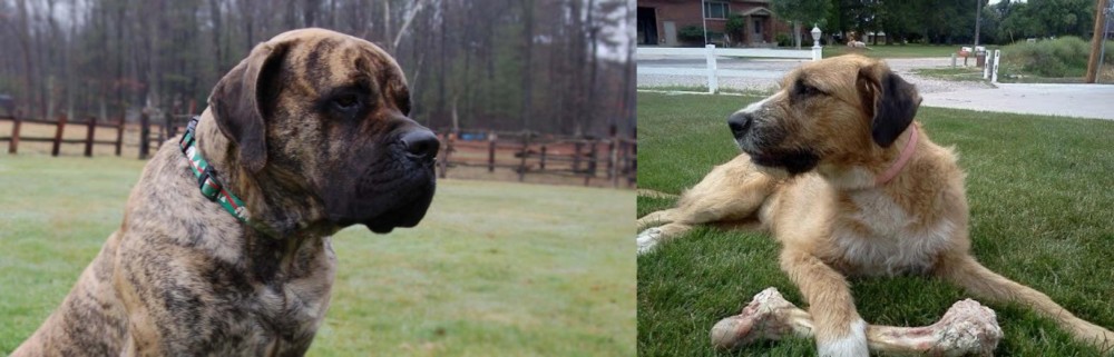 Irish Mastiff Hound vs American Mastiff - Breed Comparison