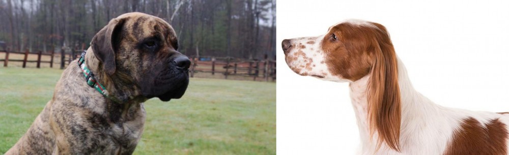Irish Red and White Setter vs American Mastiff - Breed Comparison