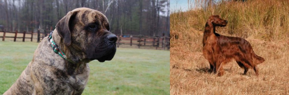Irish Setter vs American Mastiff - Breed Comparison