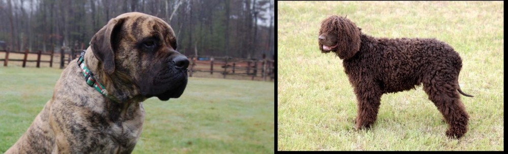 Irish Water Spaniel vs American Mastiff - Breed Comparison