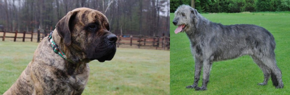 Irish Wolfhound vs American Mastiff - Breed Comparison