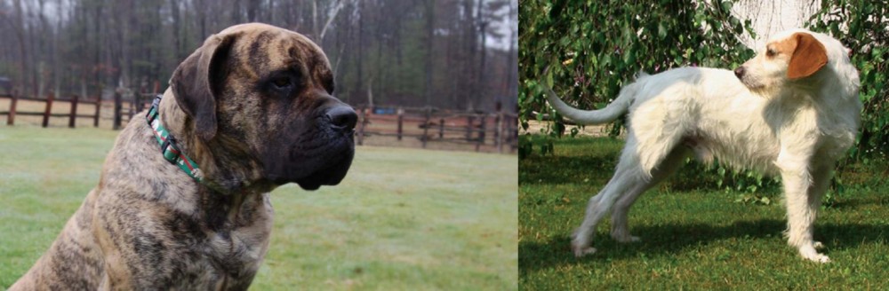 Istarski Ostrodlaki Gonic vs American Mastiff - Breed Comparison