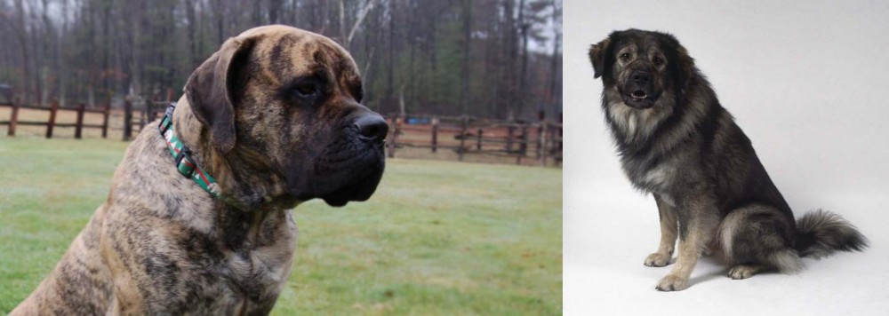 Istrian Sheepdog vs American Mastiff - Breed Comparison