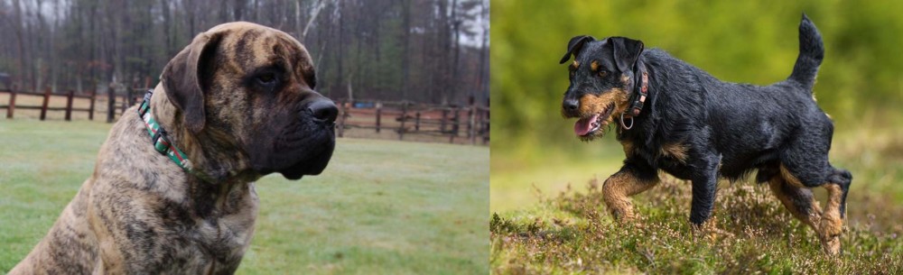 Jagdterrier vs American Mastiff - Breed Comparison