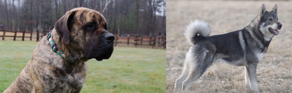 Jamthund vs American Mastiff - Breed Comparison