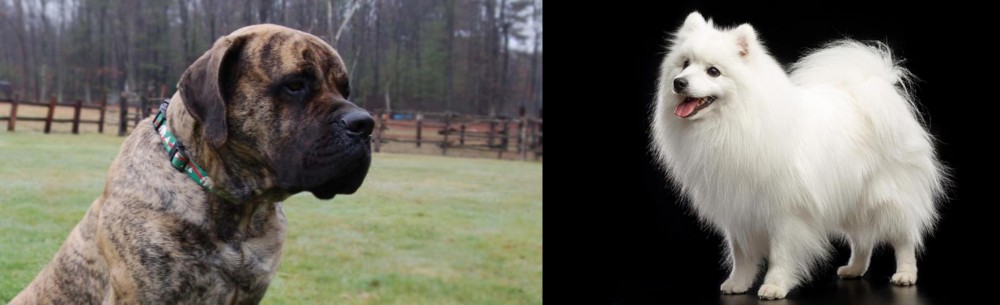 Japanese Spitz vs American Mastiff - Breed Comparison