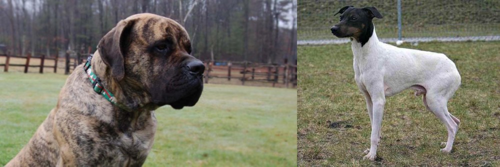 Japanese Terrier vs American Mastiff - Breed Comparison