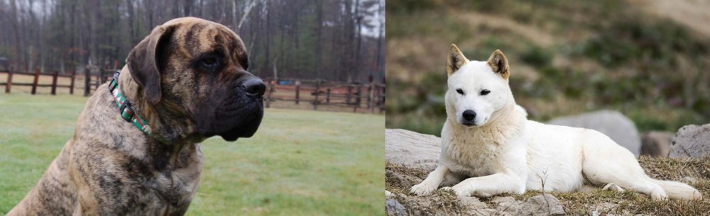Jindo vs American Mastiff - Breed Comparison