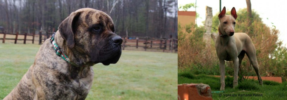 Jonangi vs American Mastiff - Breed Comparison