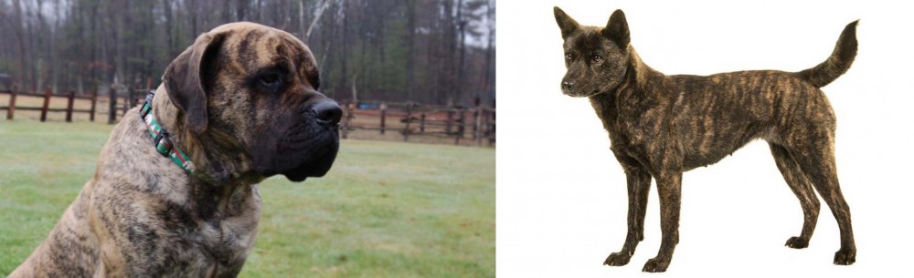 Kai Ken vs American Mastiff - Breed Comparison