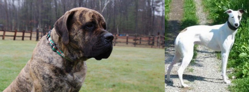 Kaikadi vs American Mastiff - Breed Comparison
