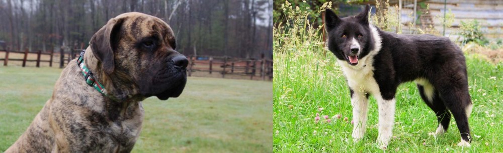Karelian Bear Dog vs American Mastiff - Breed Comparison