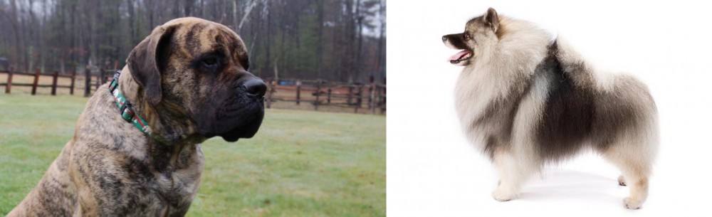 Keeshond vs American Mastiff - Breed Comparison
